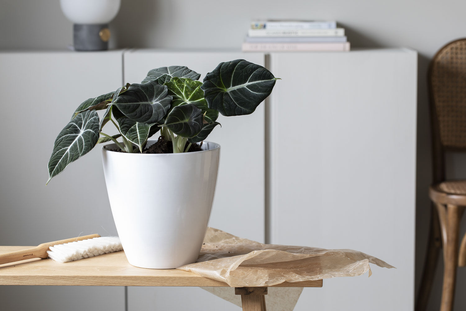 Alocasia Black Velvet